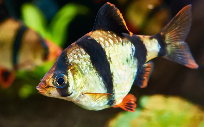 szumatrai diszmarna puntigrus tetrazona